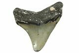 Juvenile Megalodon Tooth - North Carolina #363685-1